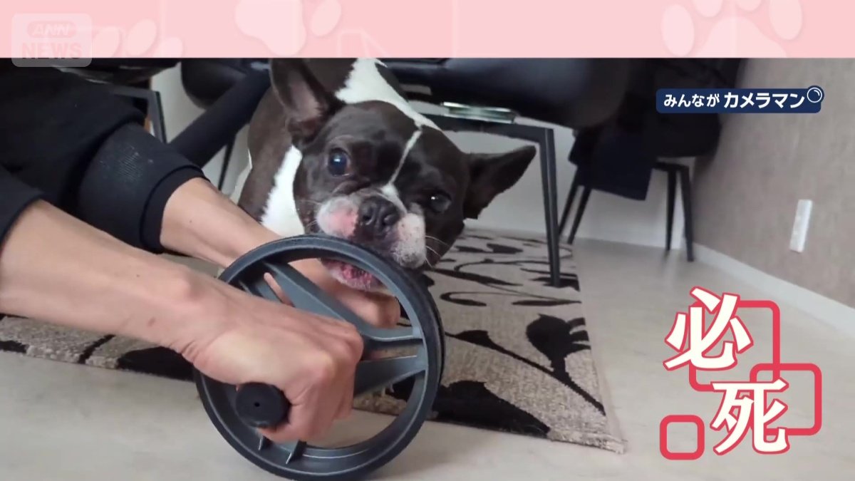 かみついたまま必死に追いかける