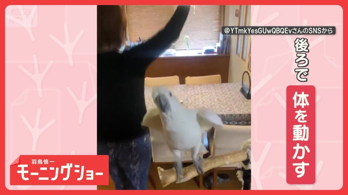 飼い主さんと一緒にノリノリ！　ダンシングオウムさん　エクササイズを楽しんでる？