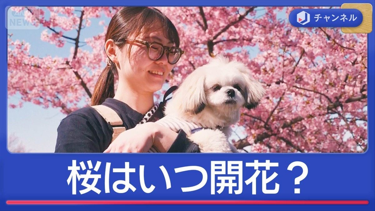 気温乱高下で…桜開花はいつになる？