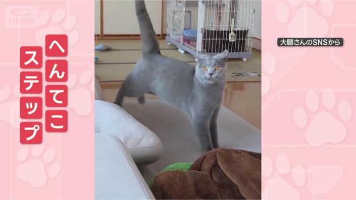 きょうのステップはどう？