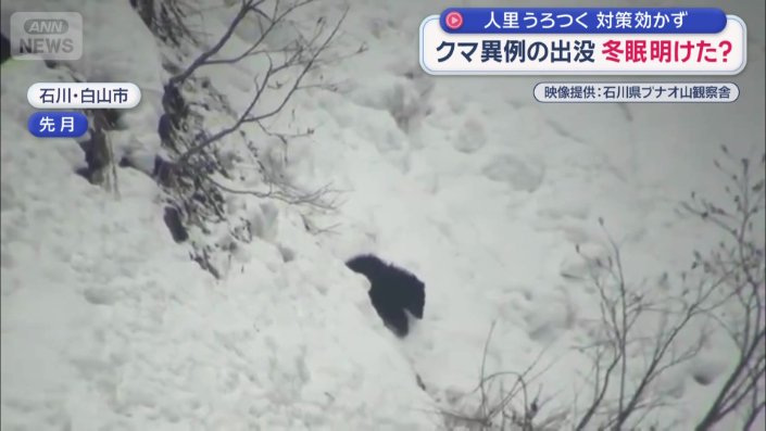 斜面を歩くクマ