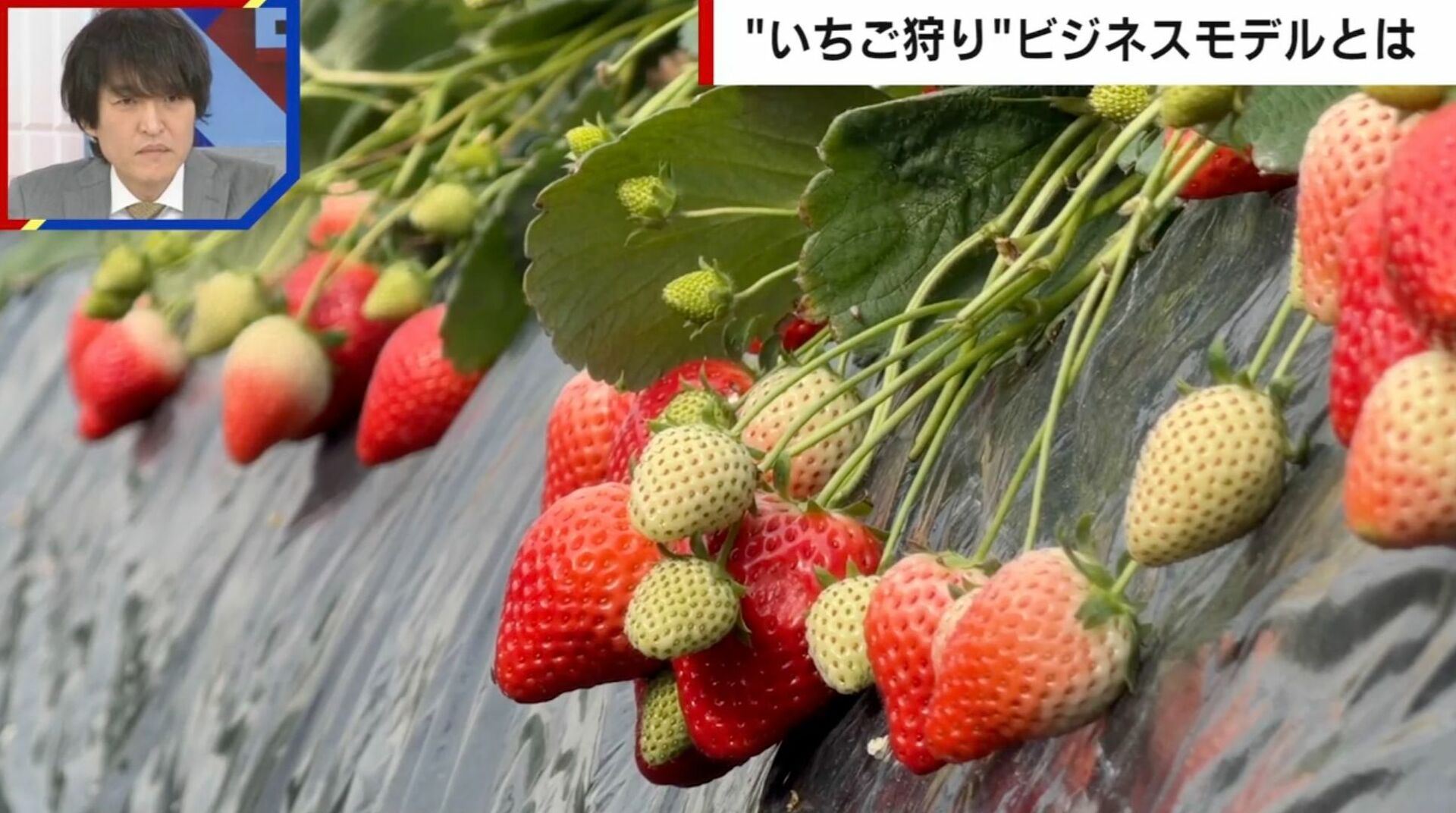 “いちご狩り”はなぜ「食べ放題」で儲かる？何個食べたら元が取れる？農家が明かすビジネスモデルの裏側
