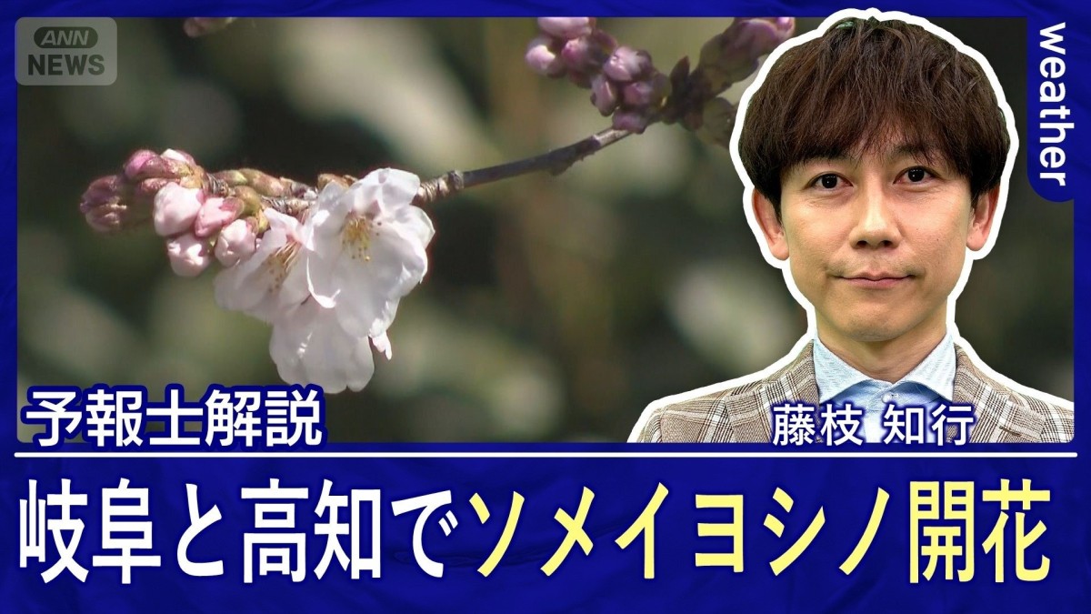 岐阜と高知でソメイヨシノ開花　桜前線スタート　週半ばは桜の生長促す雨　3連休はお花見日和に