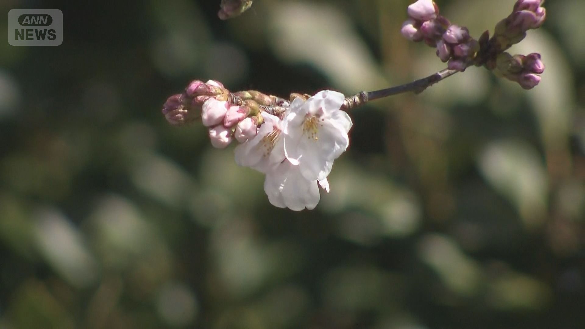 岐阜のソメイヨシノ標本木（16日午前）