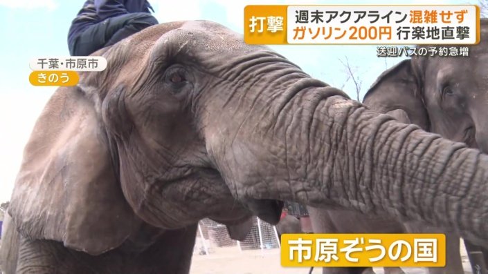 千葉県の「市原ぞうの国」