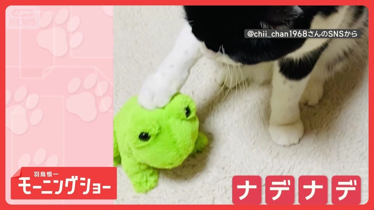 「良い子良い子だニャン」カエル？パンダ？　間違えずなでる猫ちゃん　聞き分けてる？