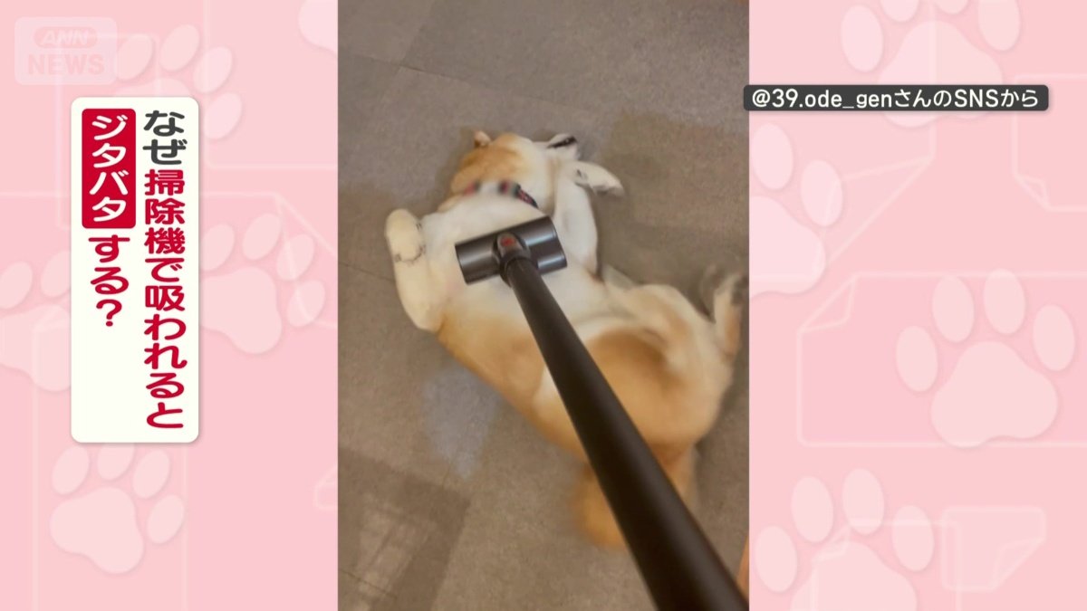 なぜ掃除機で吸われると脚をジタバタする？