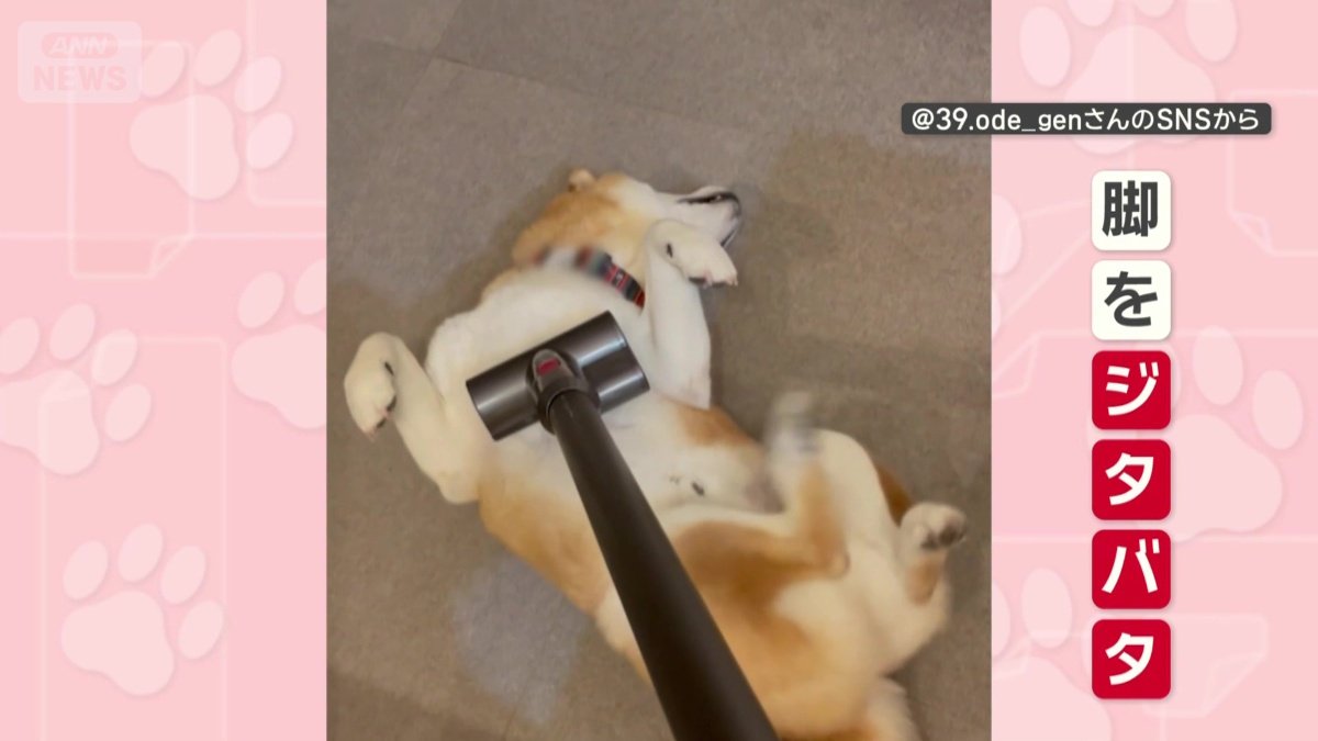 おなかを吸われてジタバタ