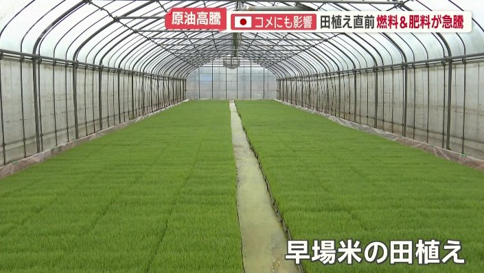 早場米の田植え