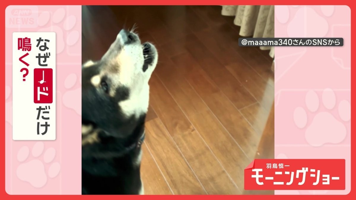 「絶対音感だワン」ピアノの音に反応するワンちゃん　ドになると「ワオーン」　なぜ？