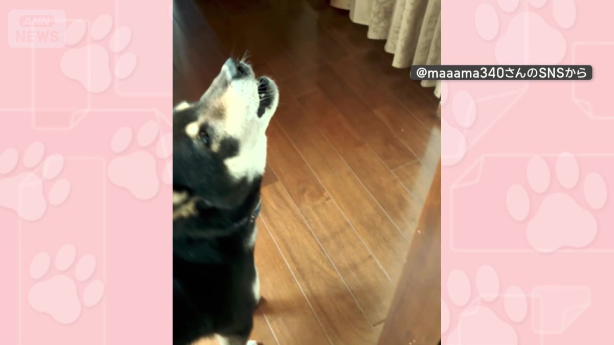 ドに合わせて「ワオーン」