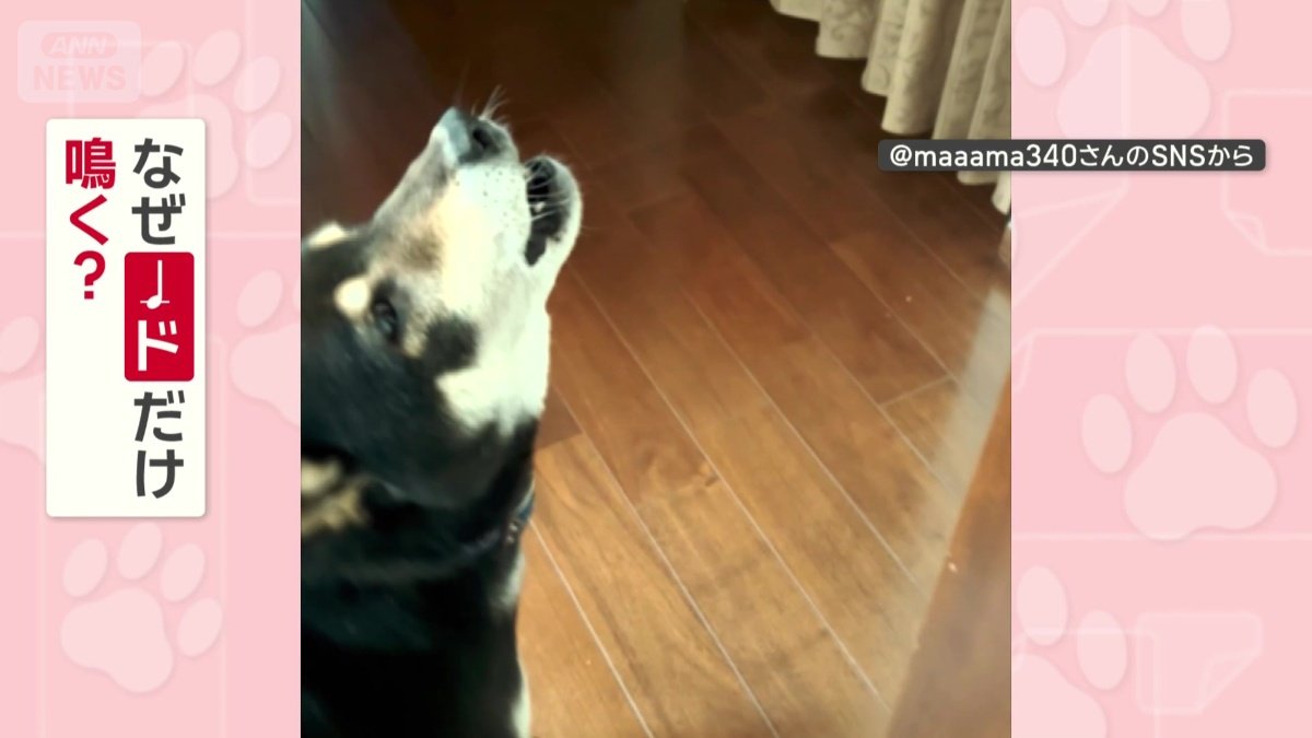 なぜドだけ鳴く？