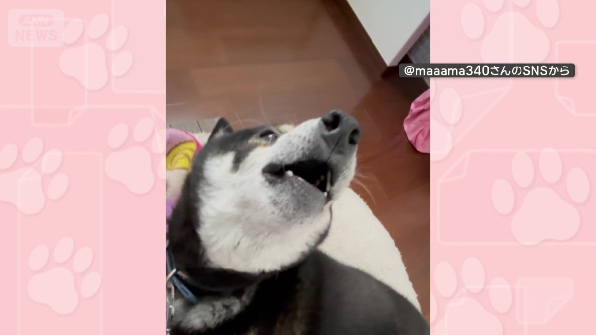 うたた寝してても…ドに反応