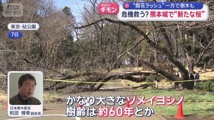 日本樹木医会　和田博幸副会長