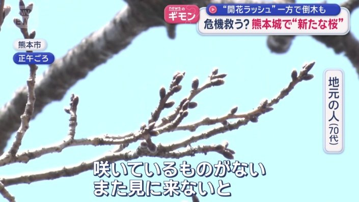 名前のない桜　19日時点ではまだ蕾
