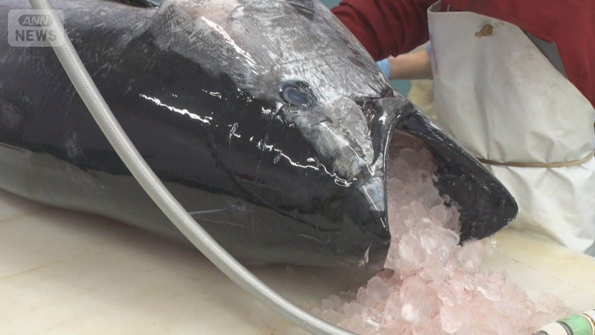 勝浦の漁業ピンチ ホルムズ海峡封鎖で原油高騰…経営圧迫 燃料費かさみ前線基地は不安