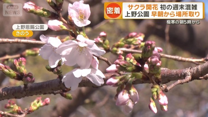 少しずつ咲き始めた桜
