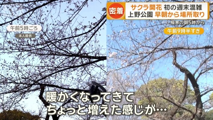 座り続けているうちに桜が開花?