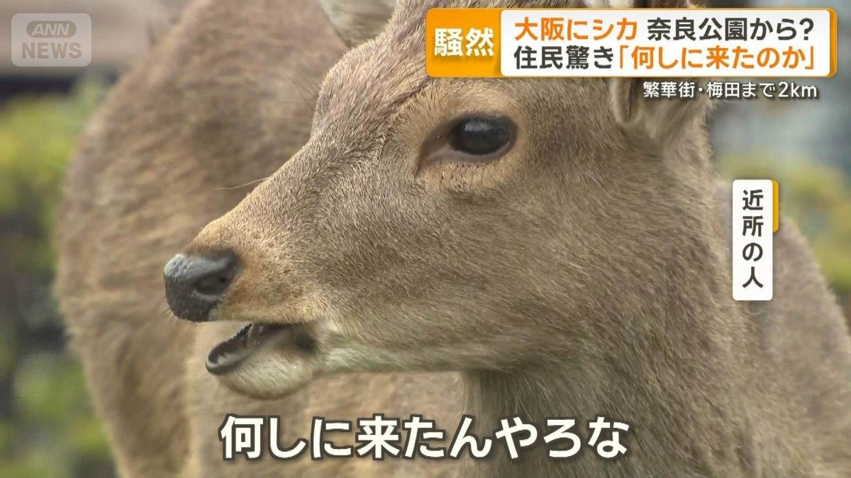 大阪市にシカ　梅田まで2km　奈良公園から山越えか　エサ与えぬよう呼びかけ