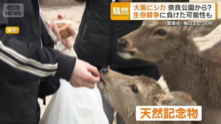 奈良公園のシカは天然記念物