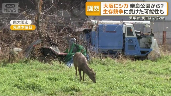 人が近づいても気にするそぶりのないシカ