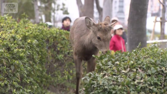 奈良公園から山を越えてきた可能性もあるシカ