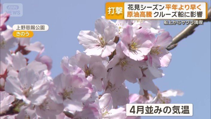見頃を迎えつつある桜