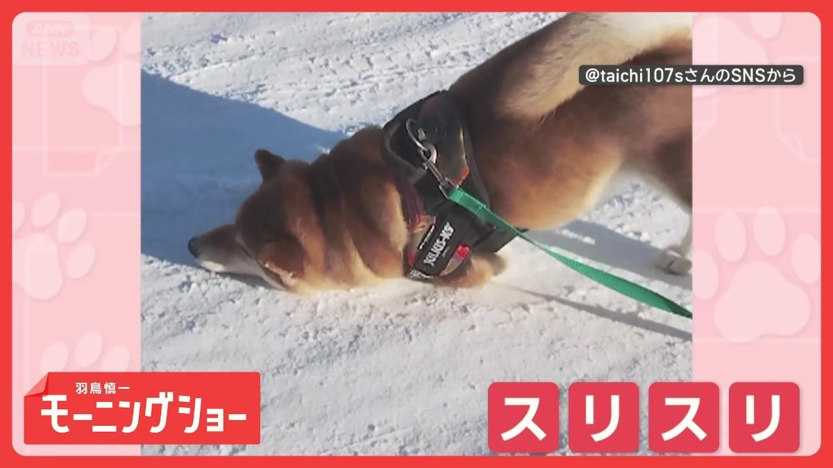 前かがみでゴー！　雪に体をスリスリするワンちゃん　楽しんでいるのは…感触？