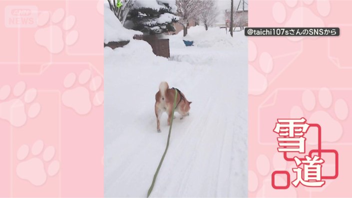 お散歩たのしい