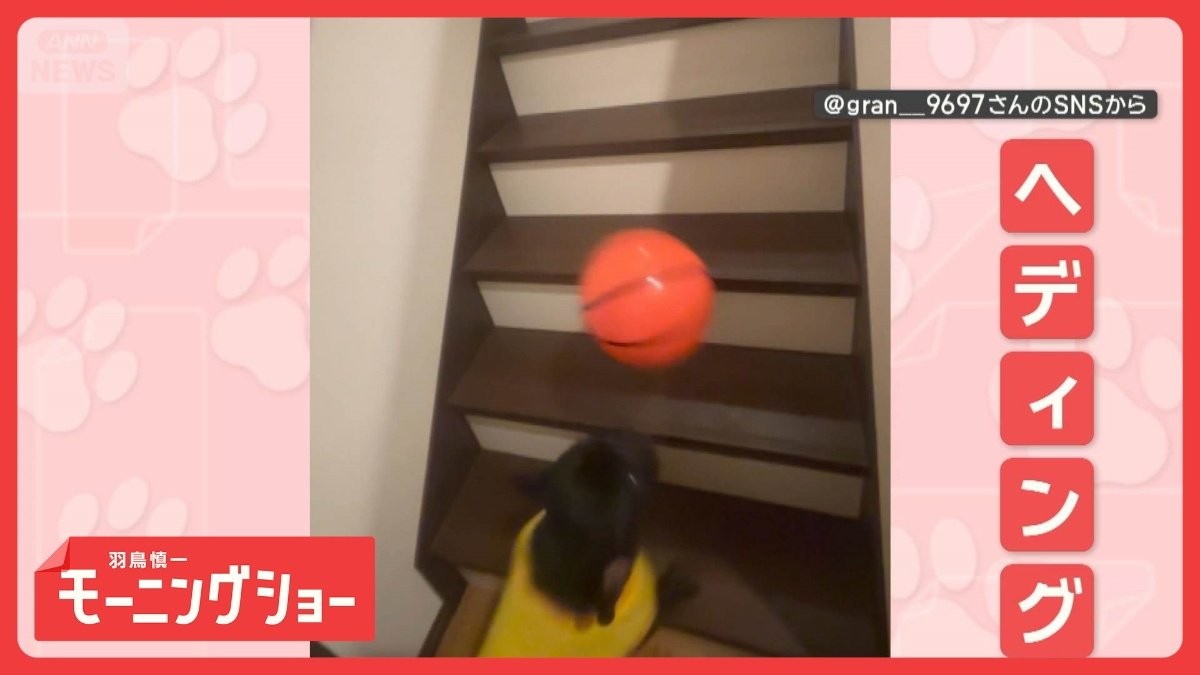妙技！ワンダフル　何回続く？　階段で無限ループ　ヘディングするワンちゃん　なぜ？