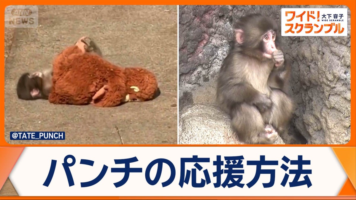 ニホンザルの「パンチ」 人気に乗じ詐欺横行 広がる応援の輪…サポーターズガイド公開