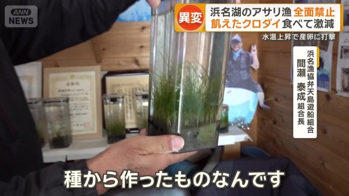 外敵からアサリなどを守るアマモ