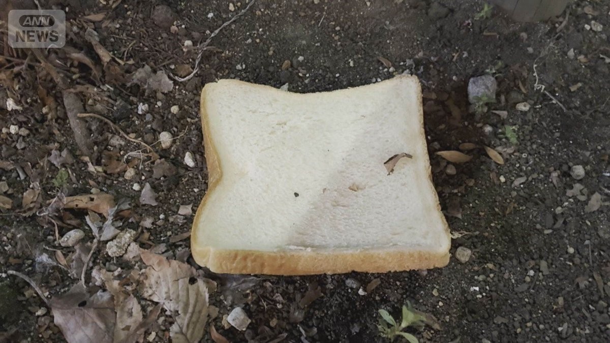 路上に食パン　保健所「誰かが定期的にまいている」　番組スタッフが直撃【詳細版】