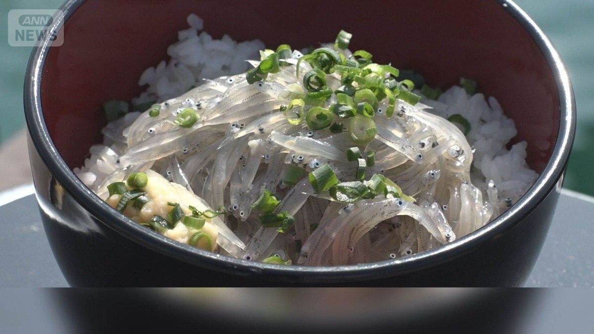 「日本一の鮮度」静岡・用宗のシラス漁を燃料高が直撃　船主協力、水揚げ分け合う