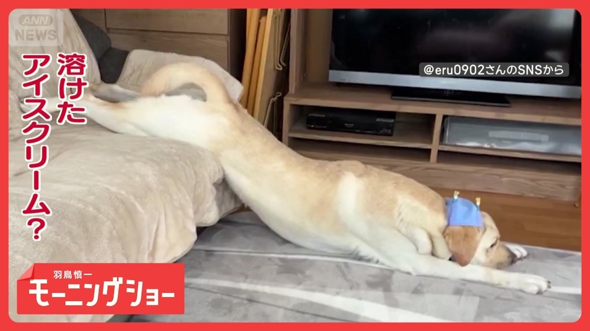 まるでアイスクリーム！　脱力全開でダラーンと溶けちゃった　動きたくないんだワン