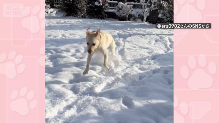 庭遊びたのしい!