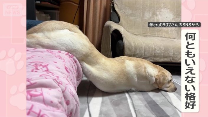 動きたくないワン