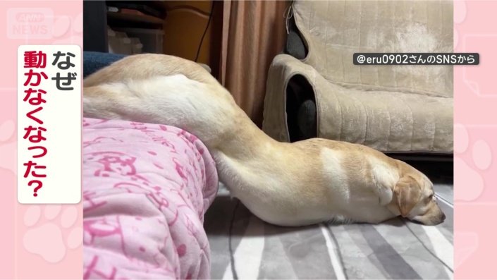 なぜ動かないの?