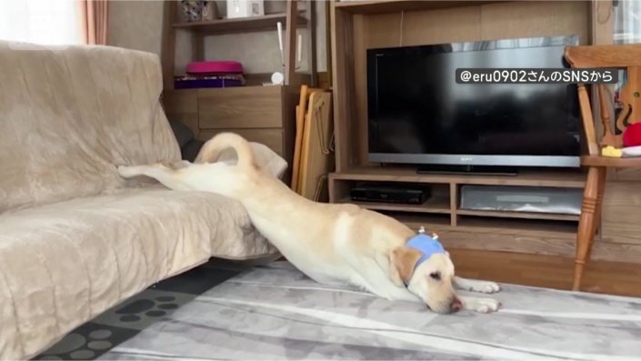 きょうも動かないワン