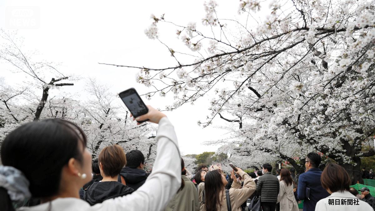 上野公園の桜(提供:朝日新聞社)