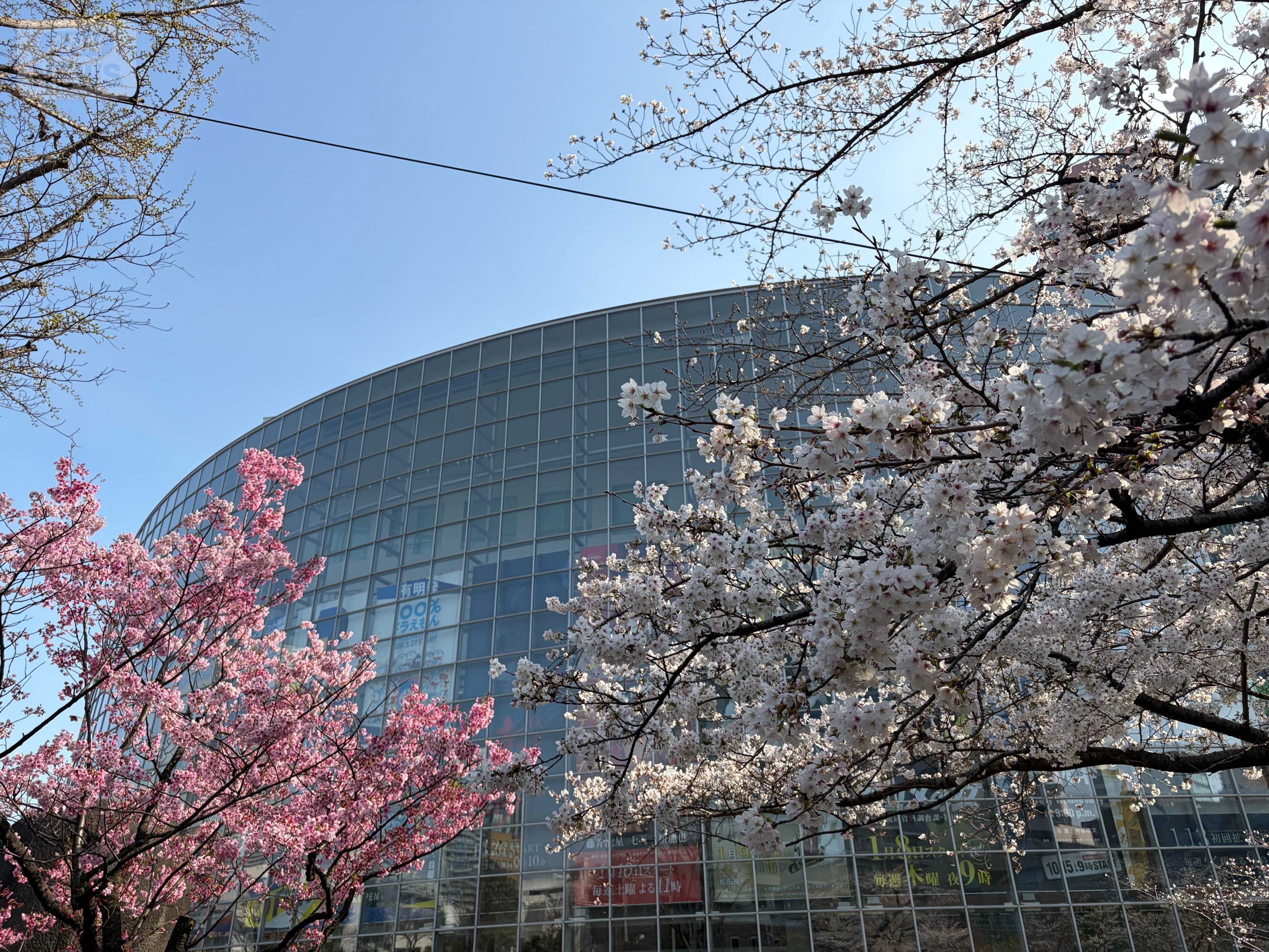 テレビ朝日周辺のサクラ