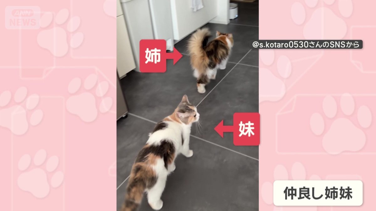 お姉さんについていく妹ネコ