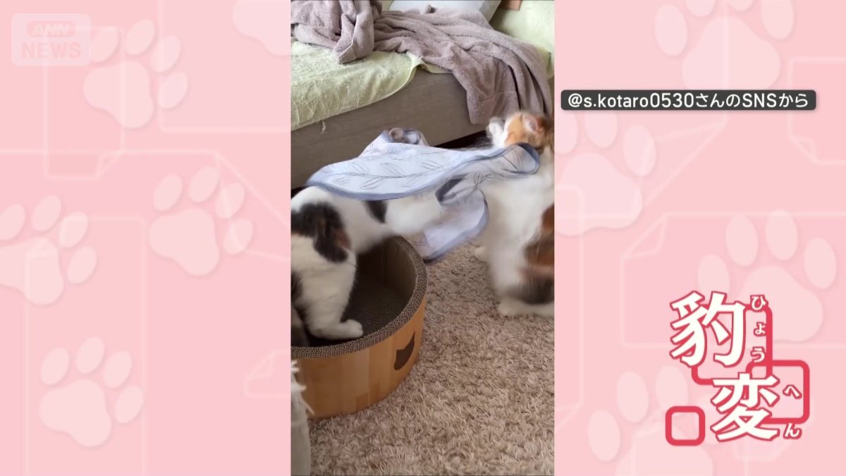 布をかぶると態度が豹変！