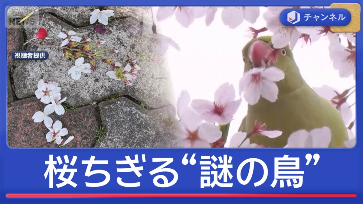 満開の桜をちぎって落とす“謎の鳥”正体は？　絶景名所で被害相次ぐ