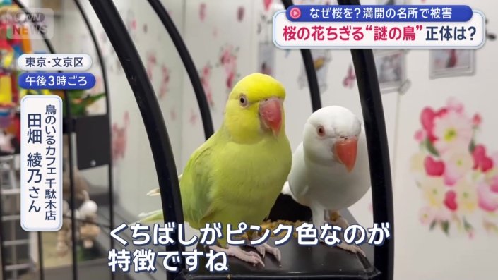 色変わりのワカケホンセイインコ