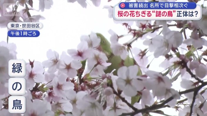 緑の鳥が桜の木に…