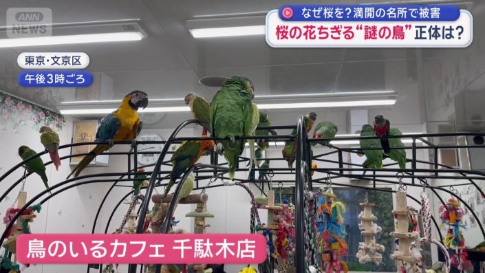 鳥と触れ合える都内のカフェ