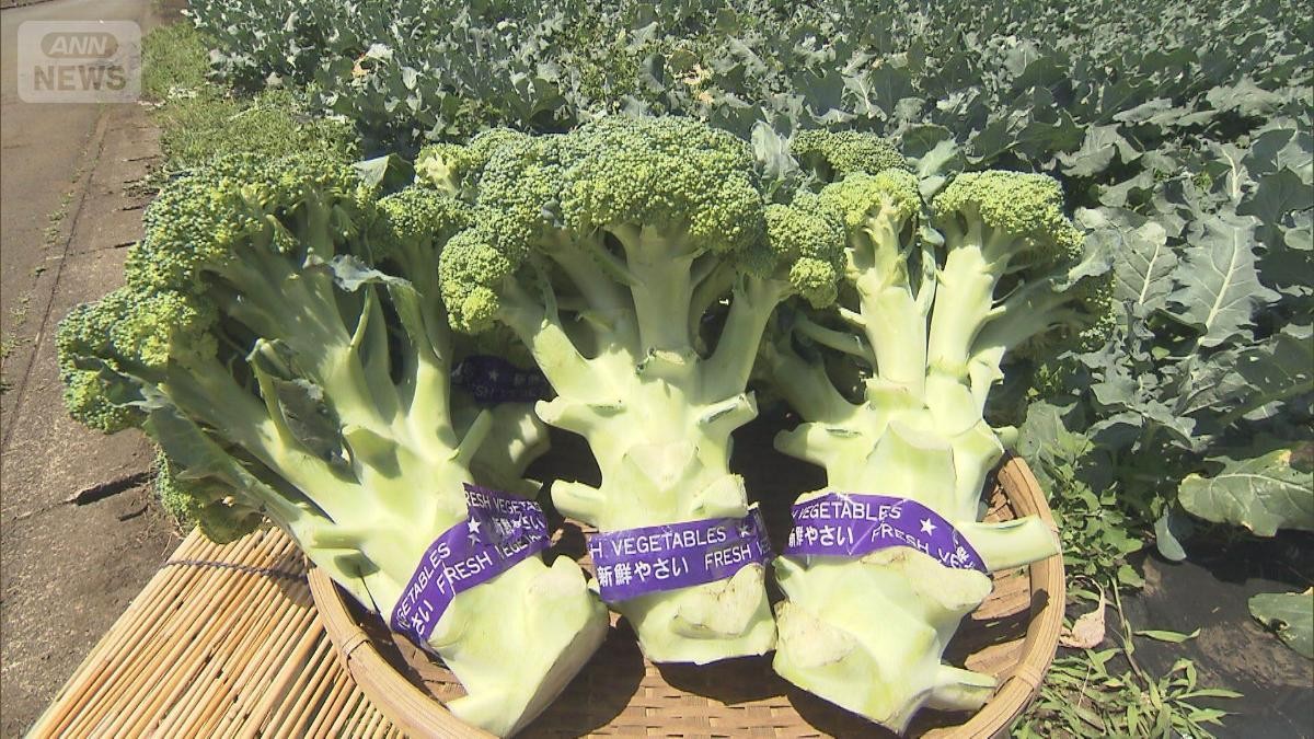 「指定野菜」ブロッコリー仲間入り　計画的生産へ　激しい価格変動、80円特売も