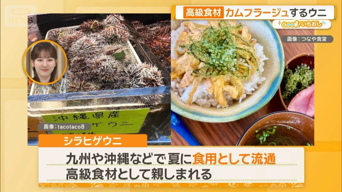 1匹4000円 7万種も！ 武器・擬態で魅せる“生きた宝石” エビ＆カニの世界