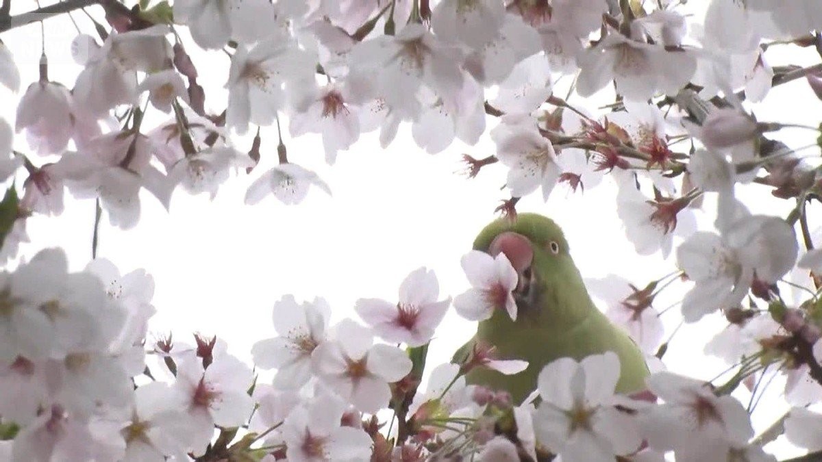 桜の花びらむしり取る外来インコ　蜜吸うため　野生化し都内に3000羽以上